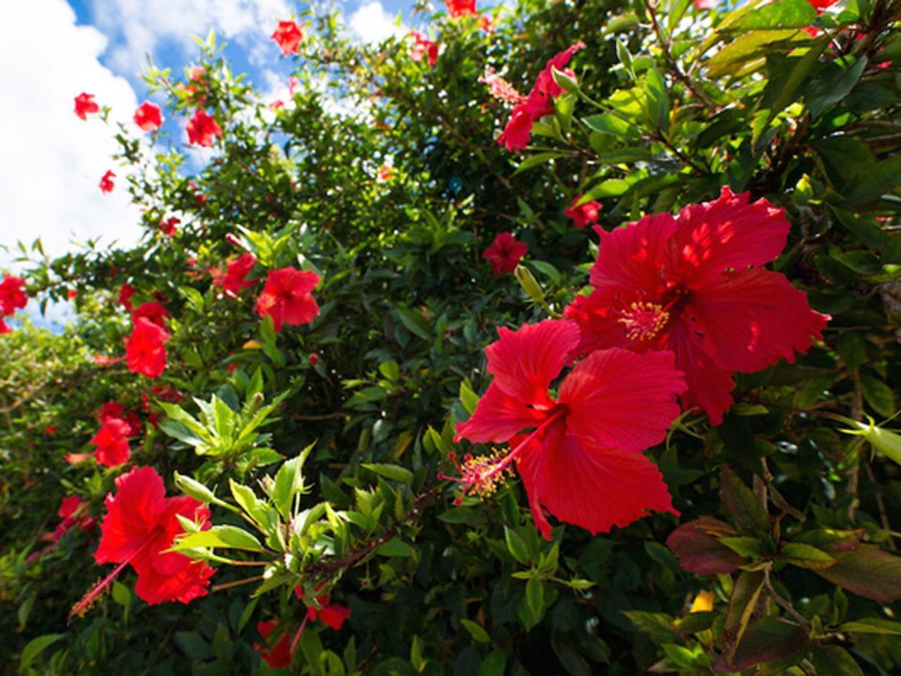 Sun Green Resort Hotel Ishigaki Ishigaki  Экстерьер фото